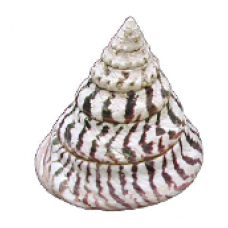 Top Shell